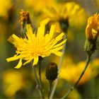 Gewöhnliches Ferkelkraut (Hypochaeris radicata).