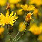 Gewöhnliches Ferkelkraut (Hypochaeris radicata)