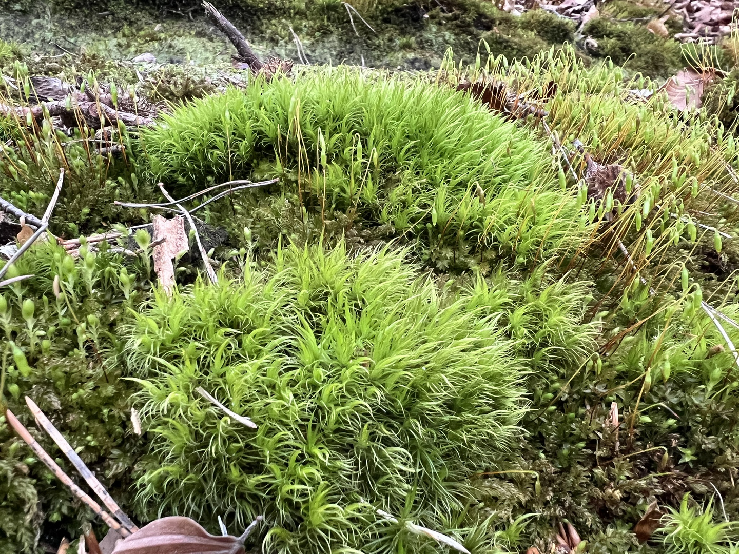 Gewöhnliches Gabelzahnmoos (Dicranum scoparium)...