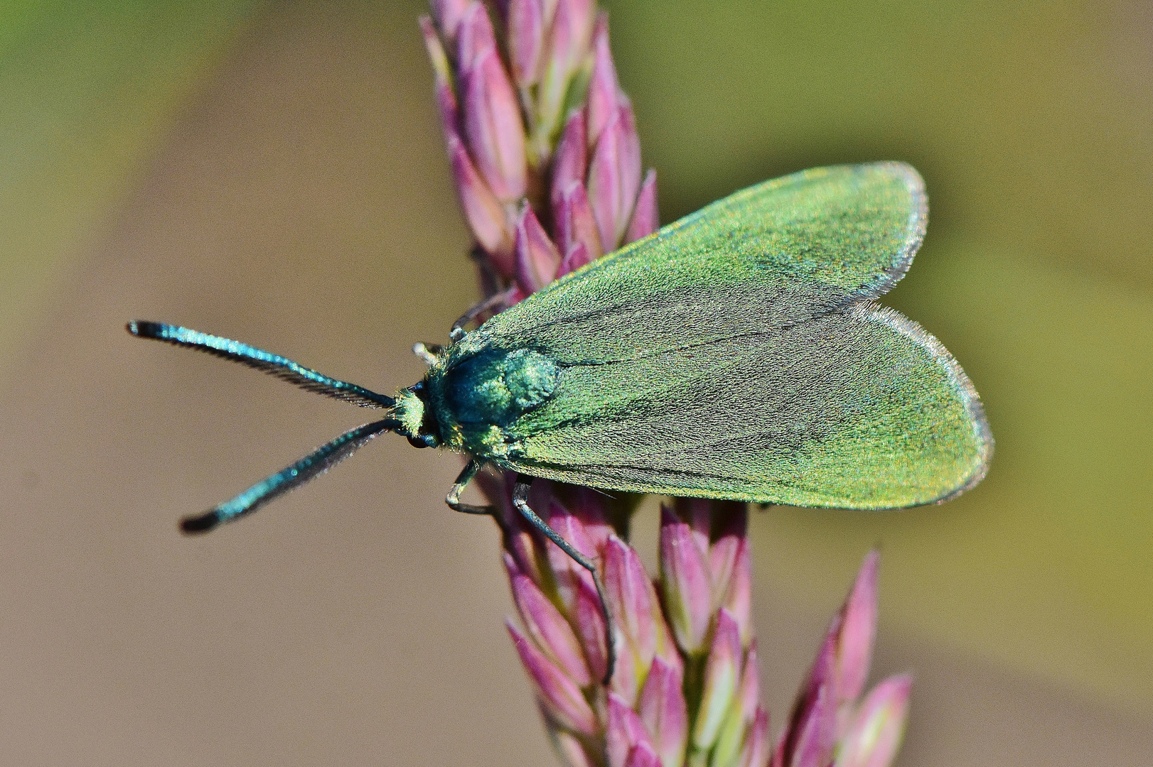 Gewöhnliches Grünwidderchen, Procris statices