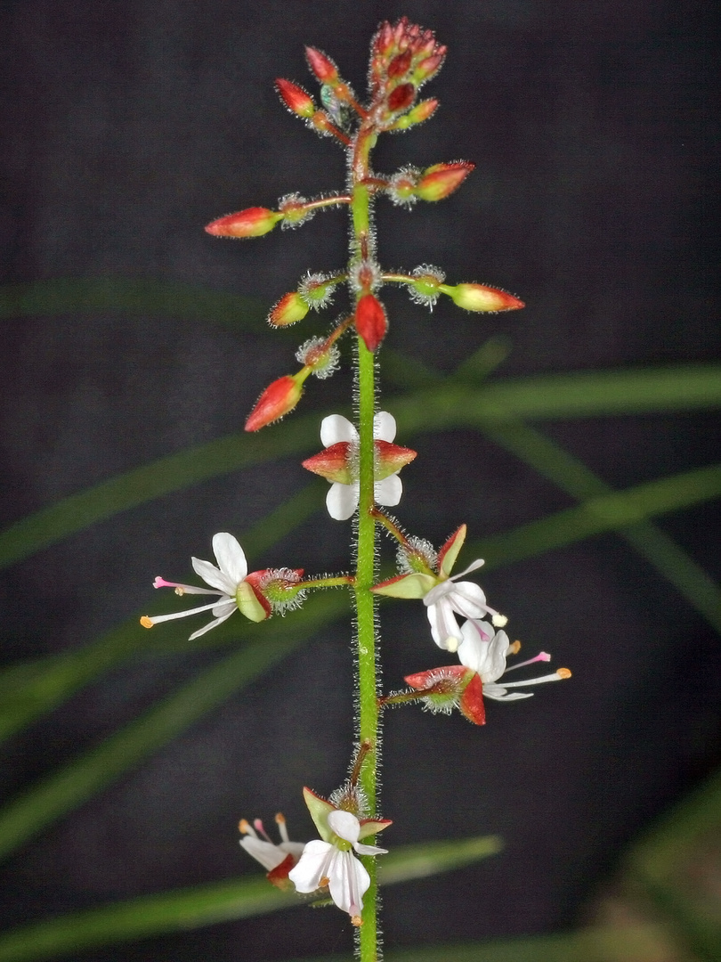 Gewöhnliches Hexenkraut (Circaea lutetiana).....