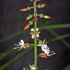 Gewöhnliches Hexenkraut (Circaea lutetiana).....