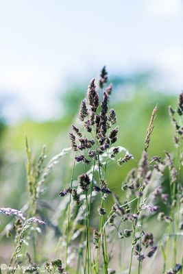 Gewöhnliches Knäuelgras