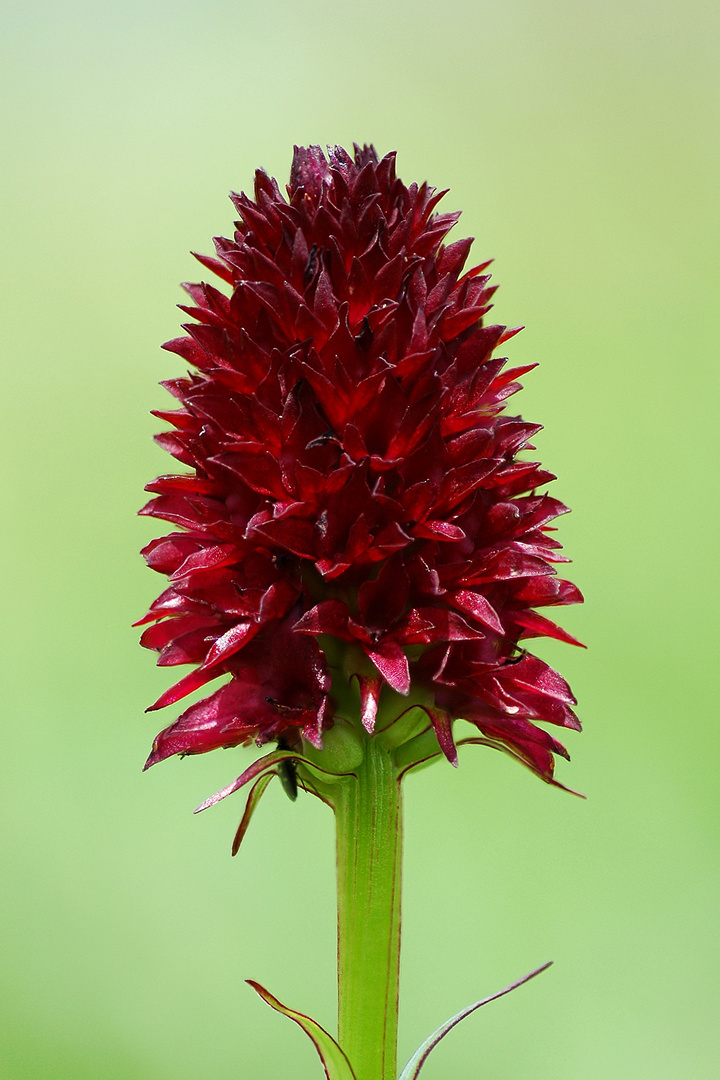 Gewöhnliches Kohlröschen (Nigritella nigra subsp. rhellicani)