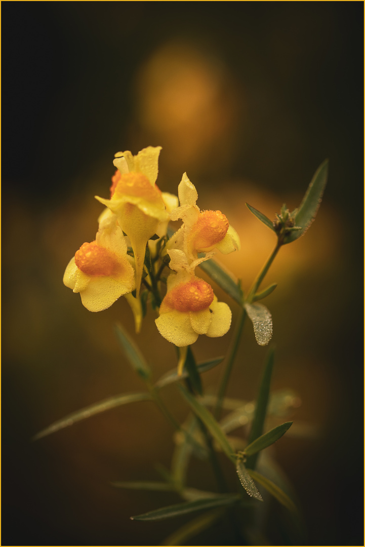 Gewöhnliches Leinkraut (Linaria vulgaris)