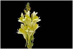 Gewöhnliches Leinkraut -Linaria vulgaris-