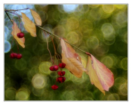 - Gewöhnliches Pfaffenhütchen -