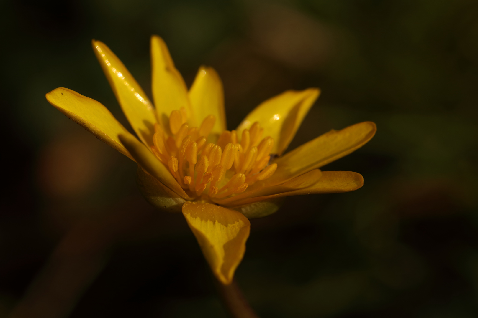 Gewöhnliches Scharbockskraut (Ranunculus ficaria), Hahnenfußgewächse