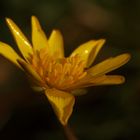 Gewöhnliches Scharbockskraut (Ranunculus ficaria), Hahnenfußgewächse