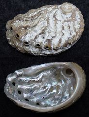 Gewöhnliches Seeohr (Abalone) - Haliotis tuberculata lamellosa