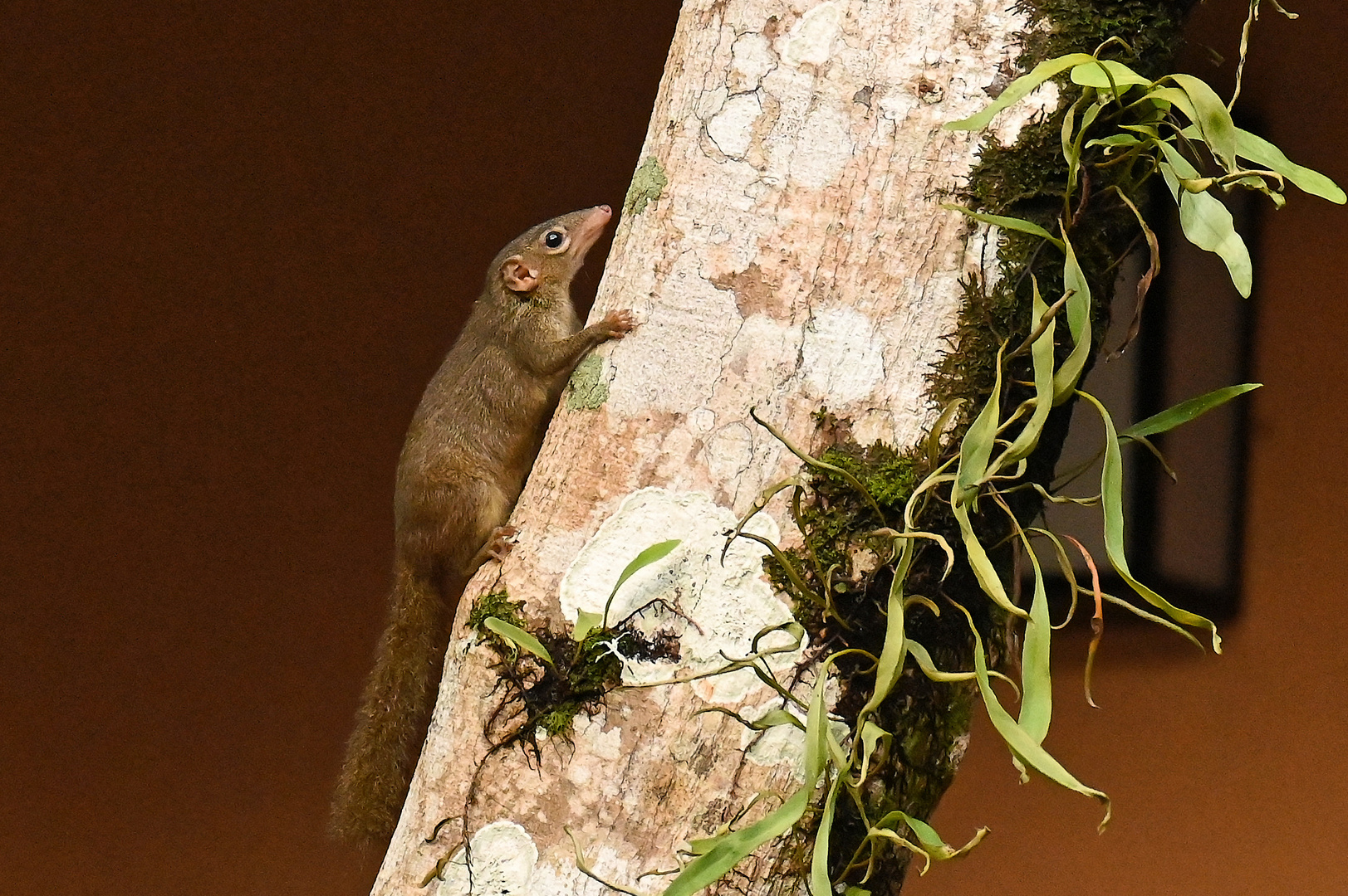 Gewöhnliches Spitzhörnchen (Tupaia glis) 