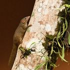 Gewöhnliches Spitzhörnchen (Tupaia glis) 