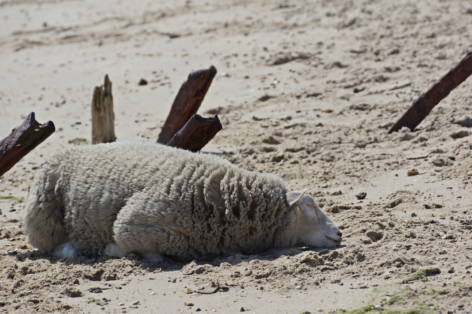 Gewöhnliches Strandschaf