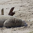 Gewöhnliches Strandschaf