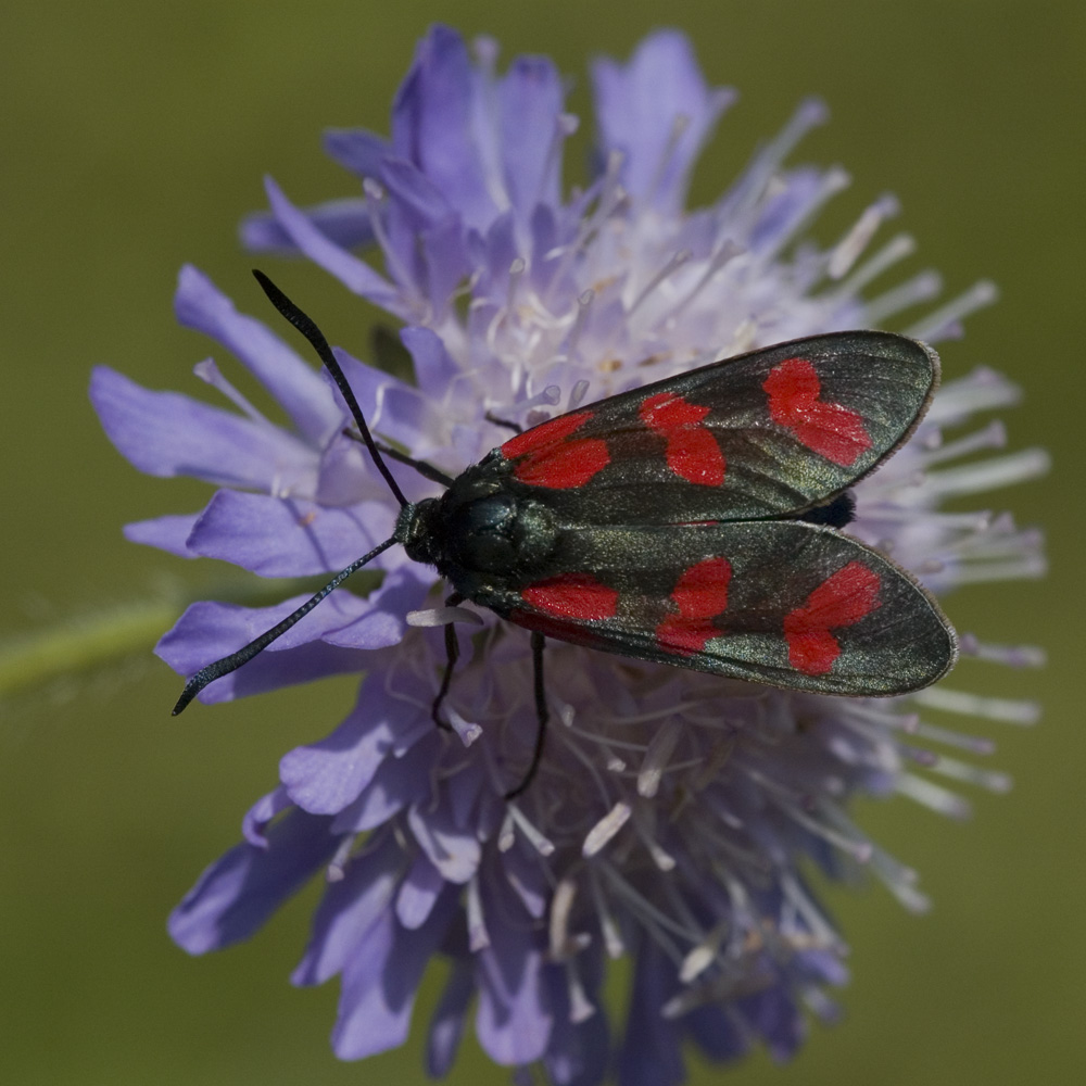 Gewöhnliches Widderchen