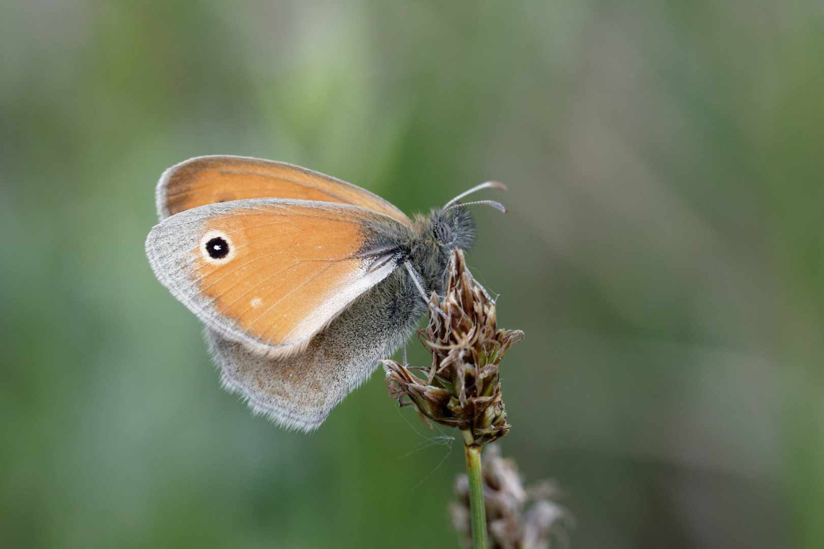 Gewöhnliches Wiesenvögelchen (Coenonympha pamphilus)