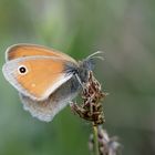 Gewöhnliches Wiesenvögelchen (Coenonympha pamphilus)