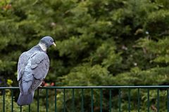 "Gewöhnliche"Taube ( Columbidae)