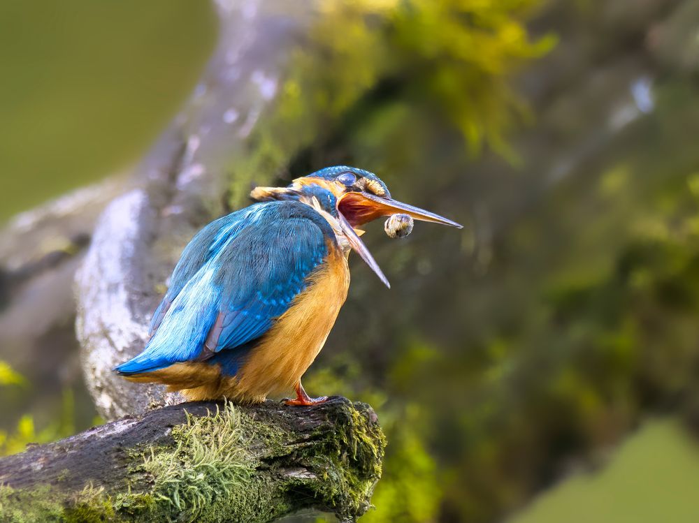 Gewölle... Foto & Bild | tiere, wildlife, wild lebende vögel Bilder auf ...