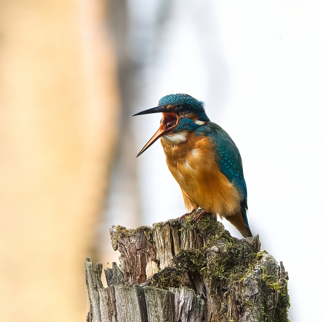 Gewölle... Foto & Bild | tiere, wildlife, wild lebende vögel Bilder auf ...