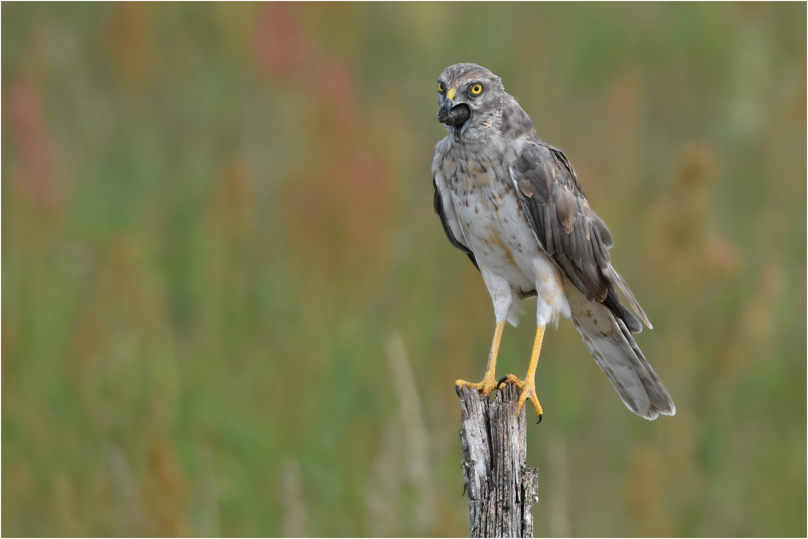 Gewölle Foto & Bild | tiere, wildlife, wild lebende vögel Bilder auf ...