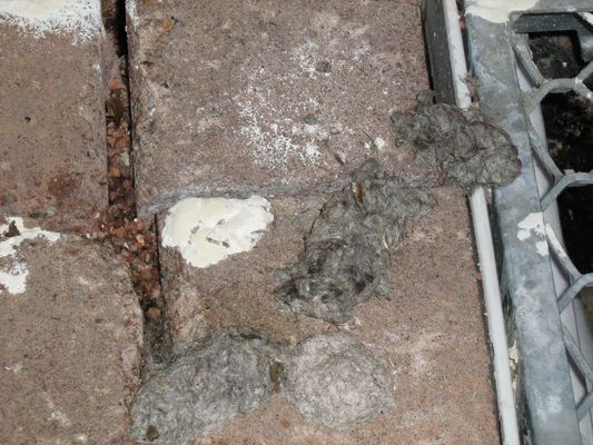 Gewölle von unbekannter Eule