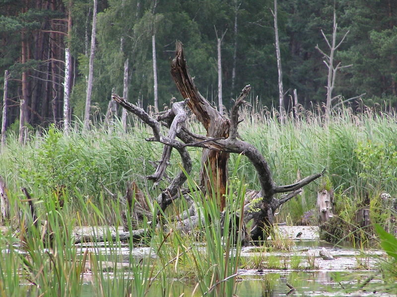 gewolltes Baumsterben