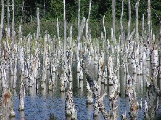 gewolltes Waldsterben