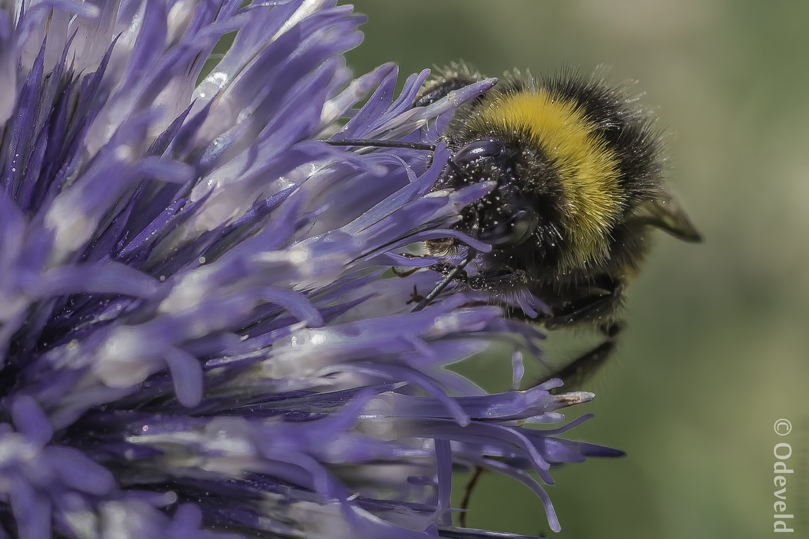 Gewone aardhommel (Bombus terrestris).