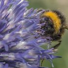 Gewone aardhommel (Bombus terrestris).