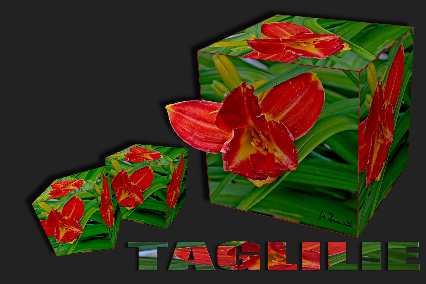 Gewürfelte Taglilie Foto & Bild | natur-kreativ, blumen pflanzen, natur