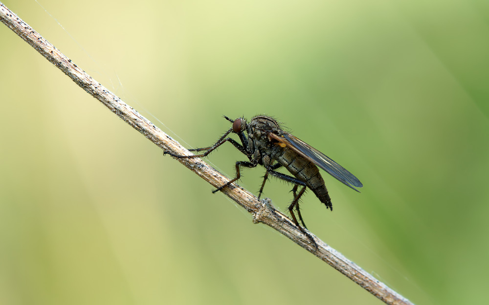 Gewürfelte Tanzfliege