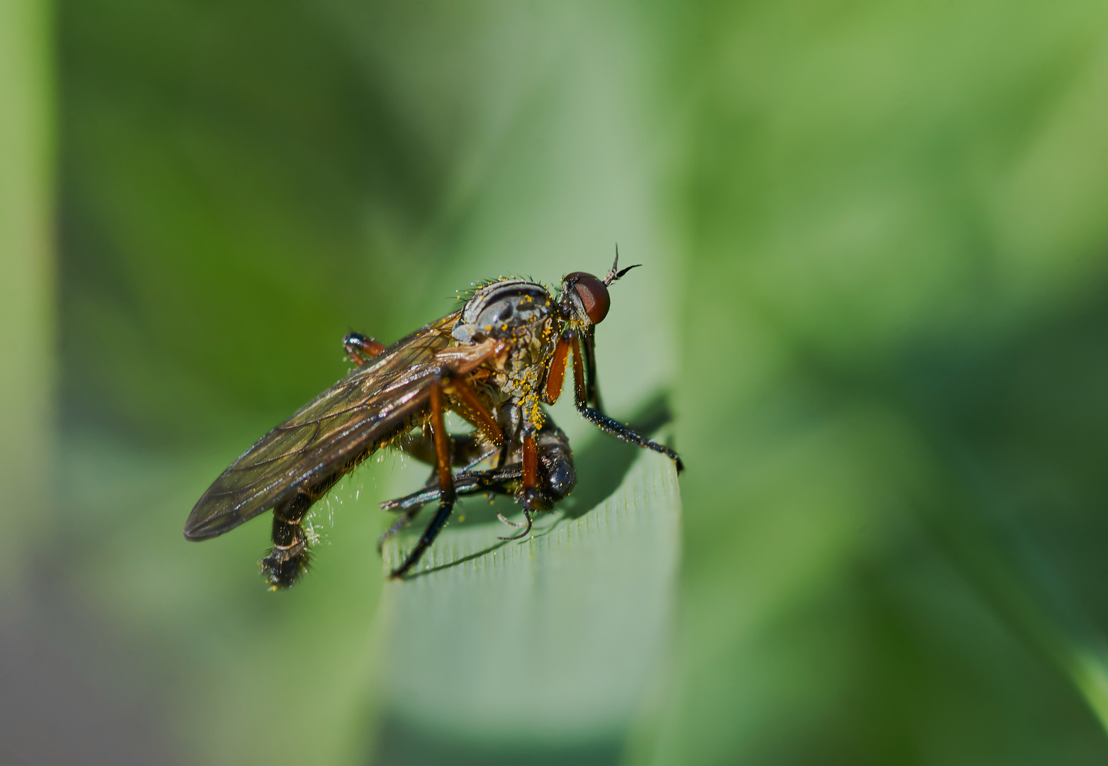 Gewürfelte Tanzfliege 