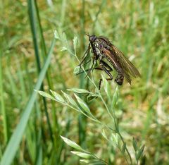 Gewürfelte Tanzfliege