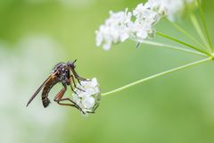 Gewürfelte Tanzfliege