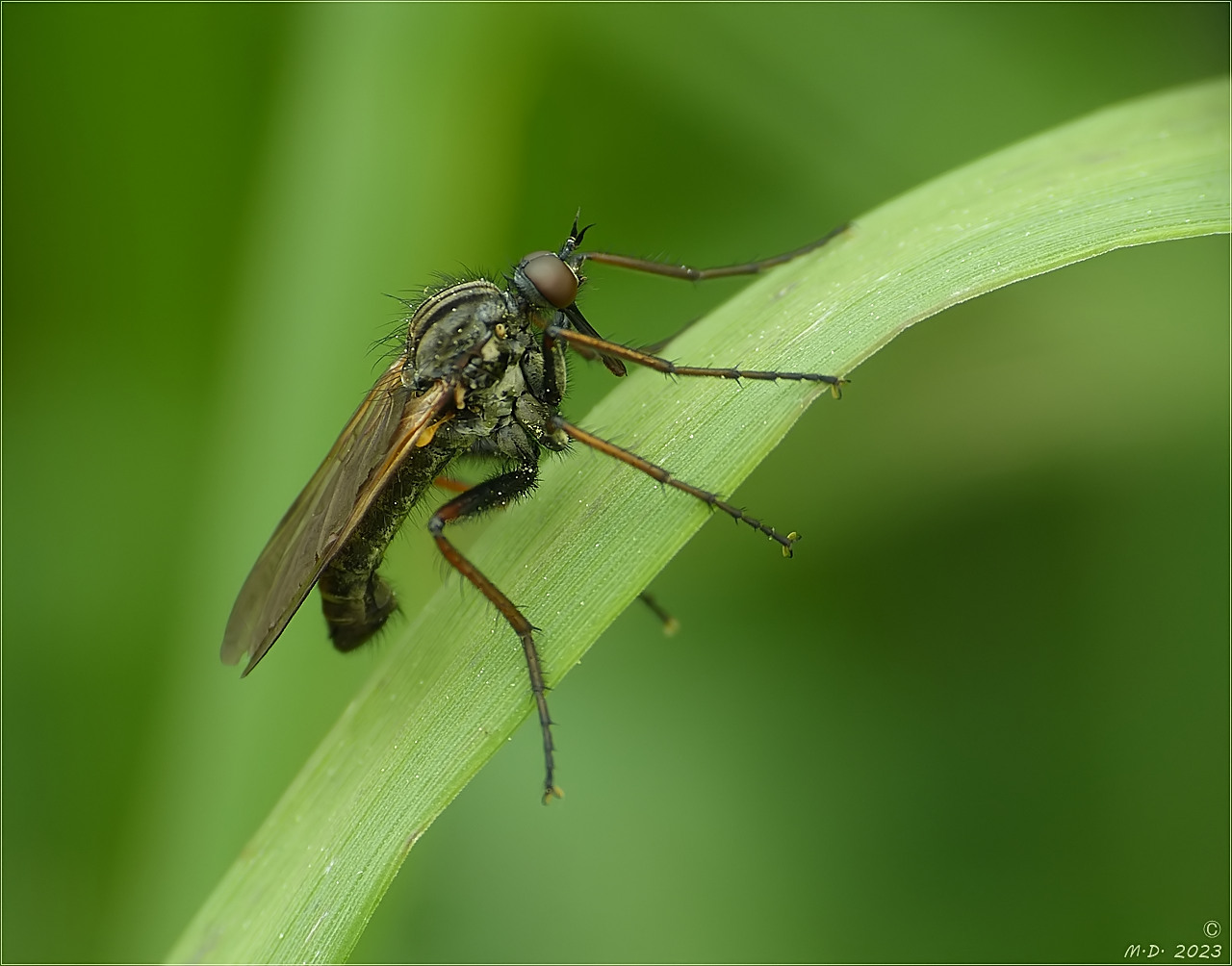 ' Gewürfelte Tanzfliege ' 