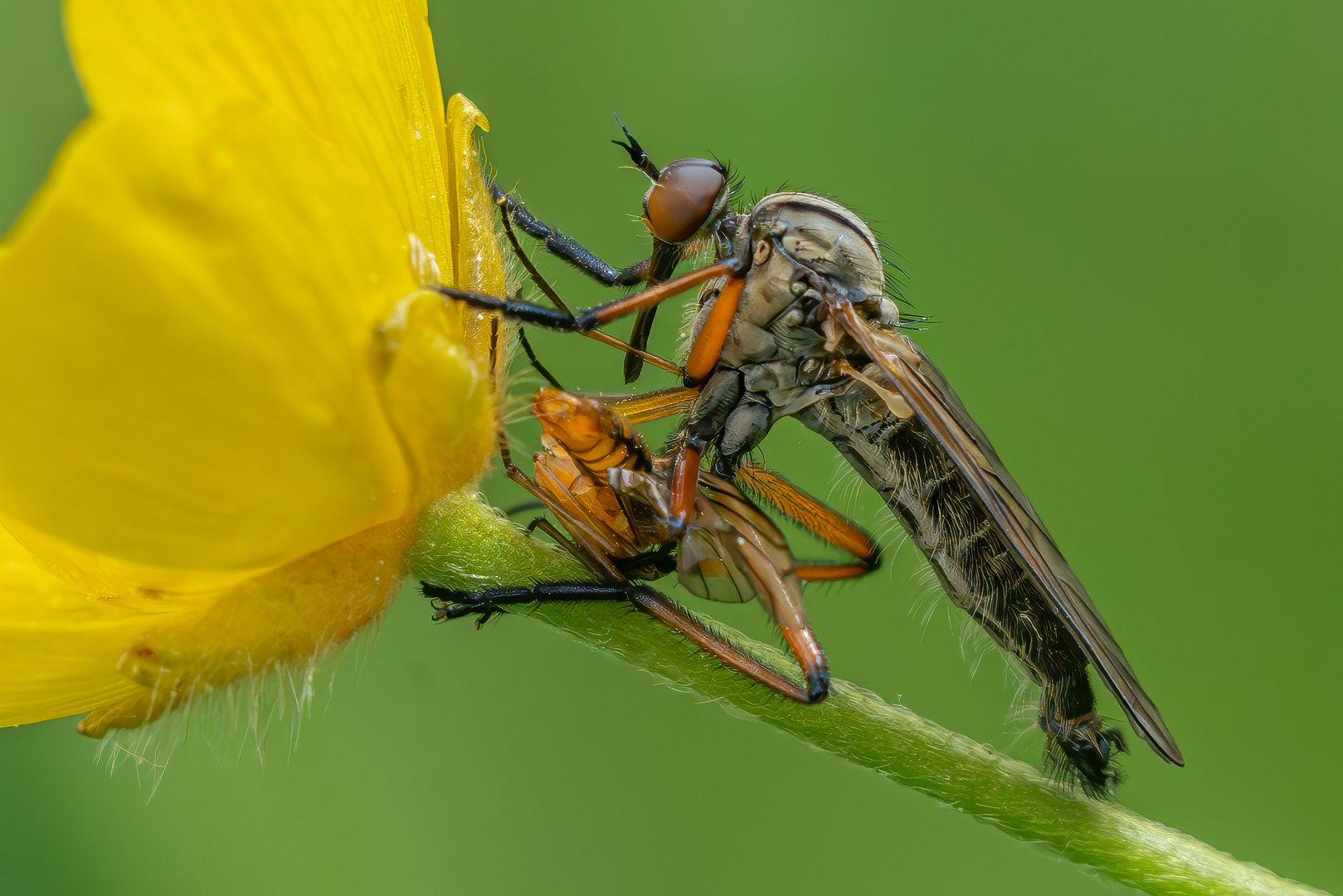 Gewürfelte Tanzfliege