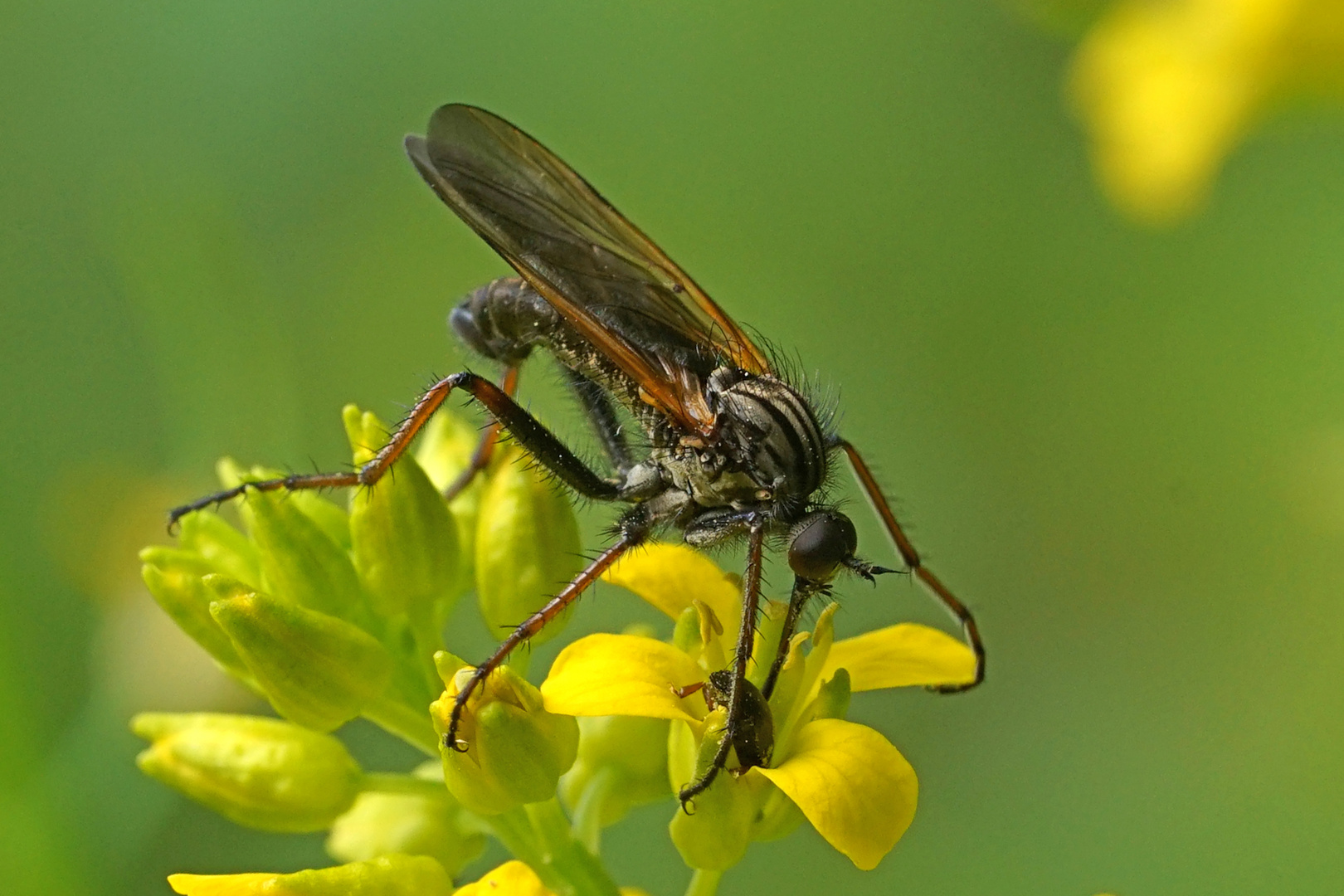 Gewürfelte Tanzfliege 