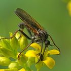 Gewürfelte Tanzfliege 