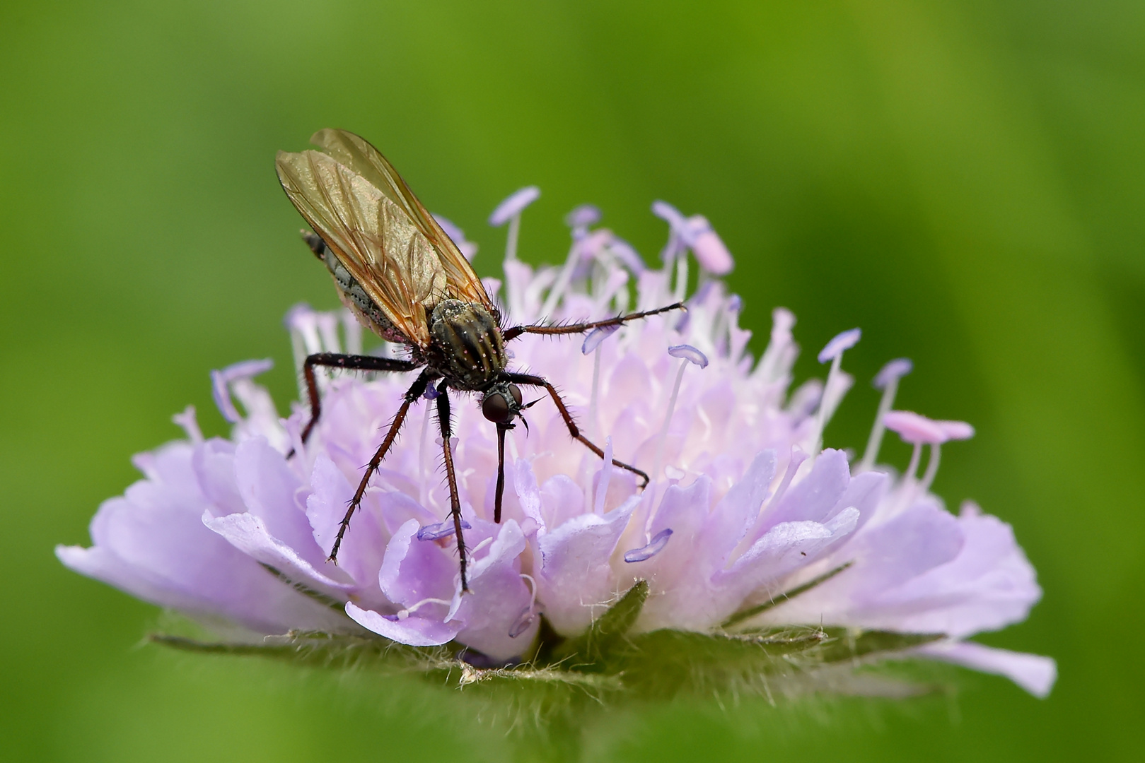 Gewürfelte Tanzfliege Draufsicht