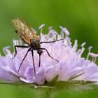 Gewürfelte Tanzfliege Draufsicht