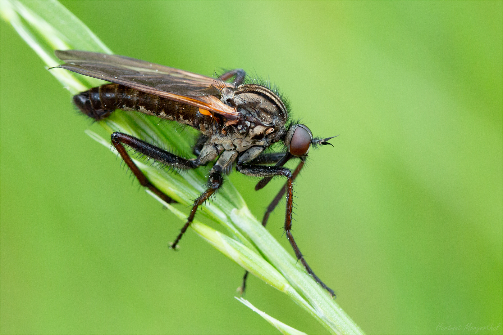 Gewürfelte Tanzfliege