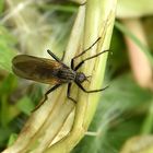 Gewürfelte Tanzfliege (Empis tesselata)