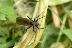 Gewürfelte Tanzfliege (Empis tesselata)