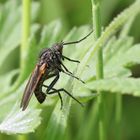 Gewürfelte Tanzfliege - Empis tesselata