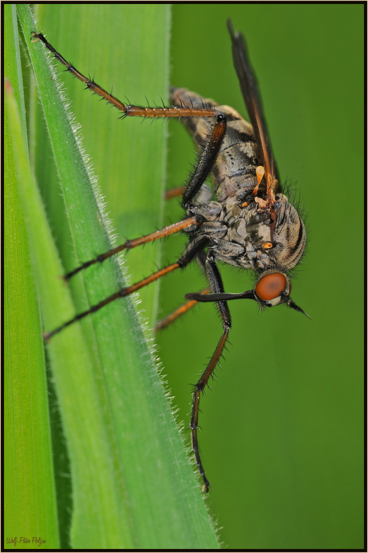 Gewürfelte Tanzfliege (Empis tesselata)