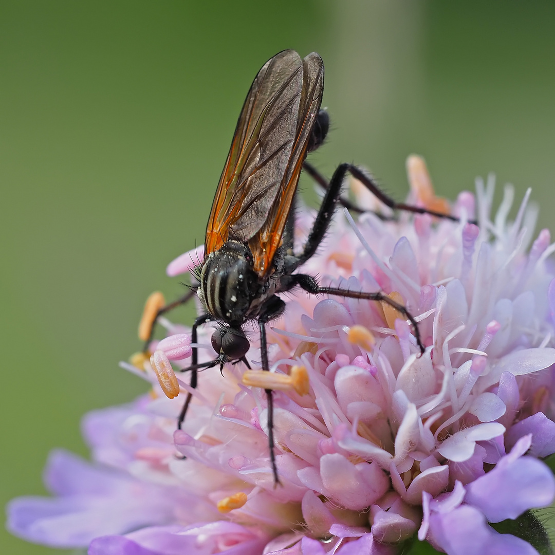 Gewürfelte Tanzfliege (Empis tesselata) *