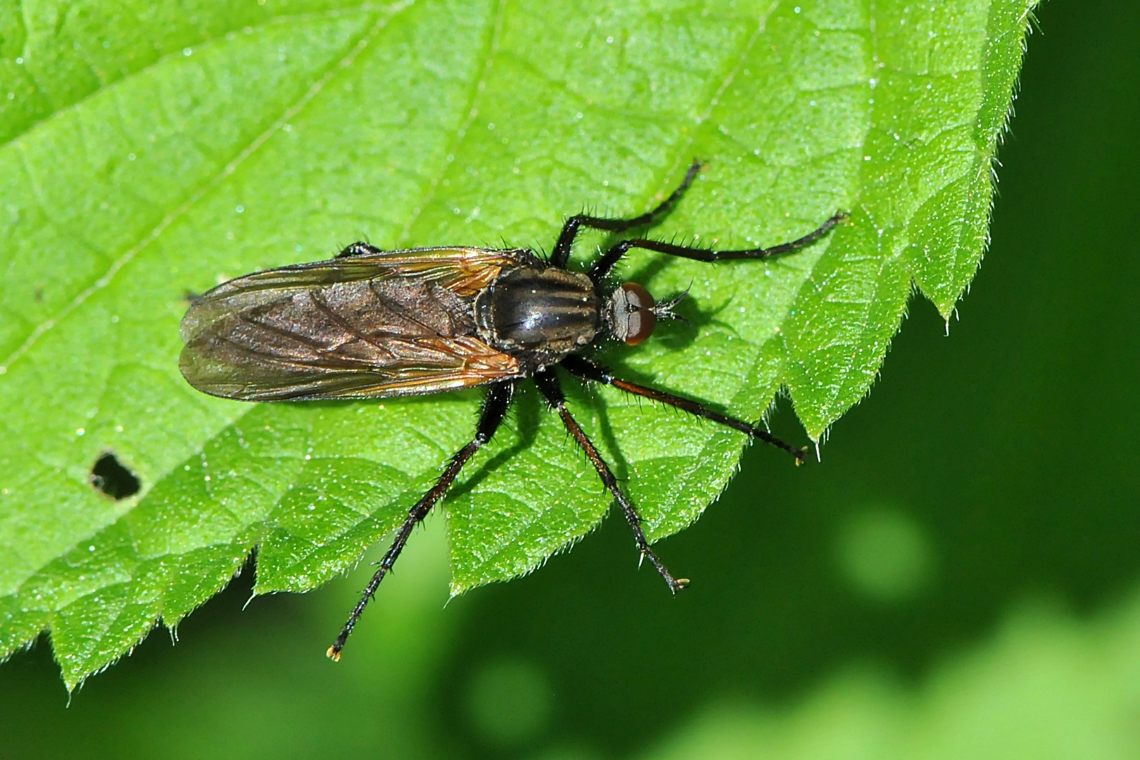 Gewürfelte Tanzfliege (Empis tesselata)