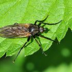 Gewürfelte Tanzfliege (Empis tesselata)