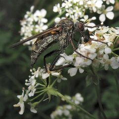 Gewürfelte Tanzfliege (Empis tesselata), Leipzig, 15.5.2012 - FÜR SIMONE !